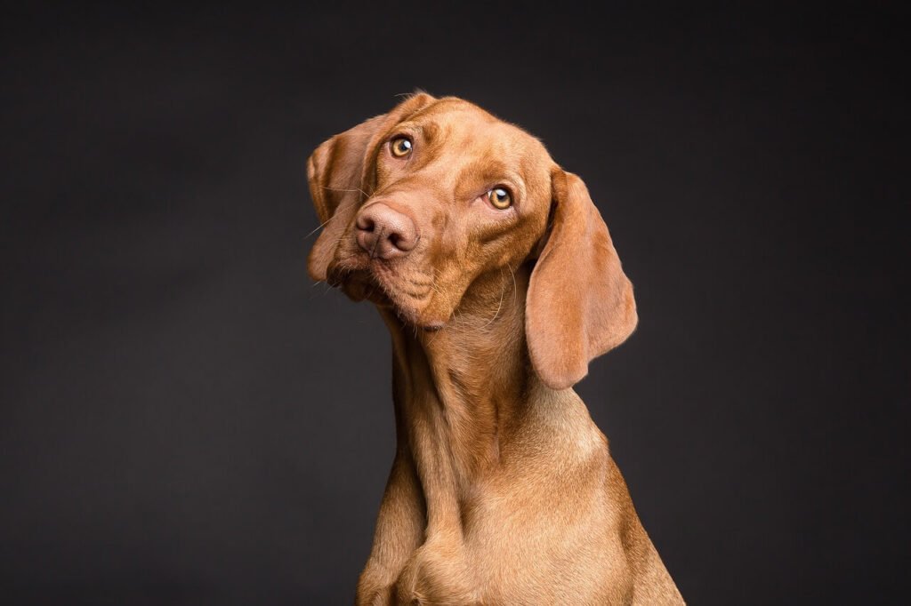 Why Will My Dog Not Stop Sneezing? 7 Best Expert Tips!