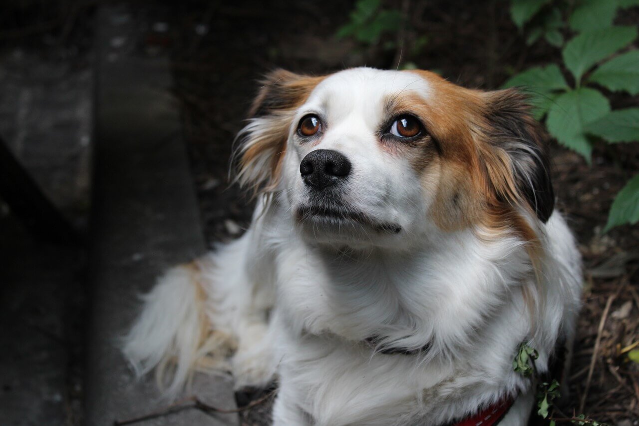Should You Walk a Dog with Luxating Patella? Best 7 Tips!