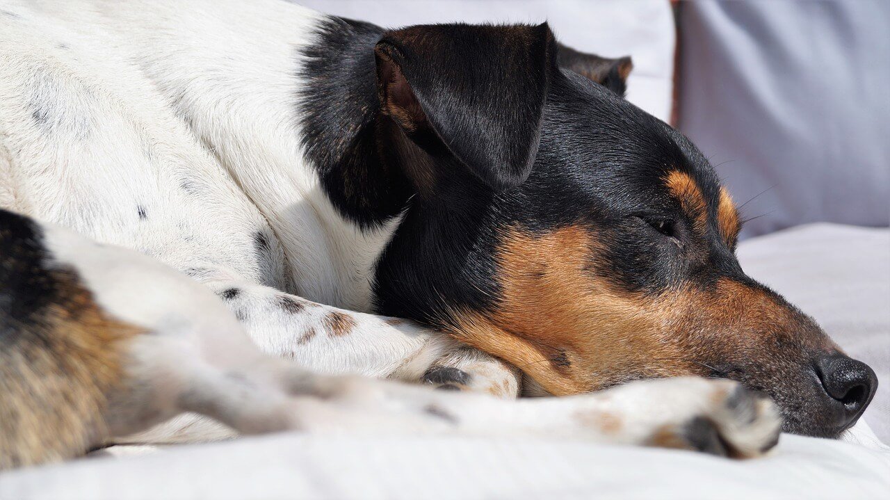 Understanding Bubble Theory in Dog Training: Best 7 Pro Tips