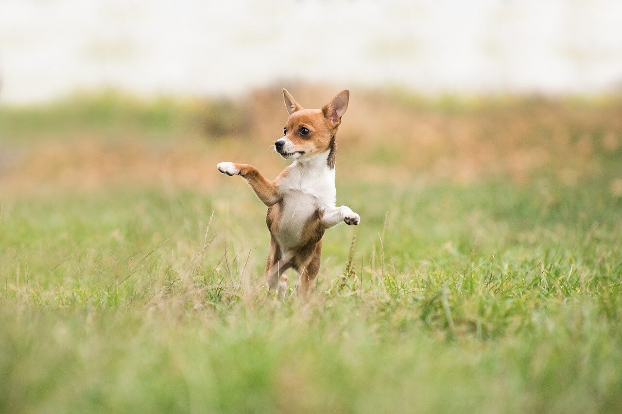 Why Does My Dog Not Bark? best 7 Expert Tips!