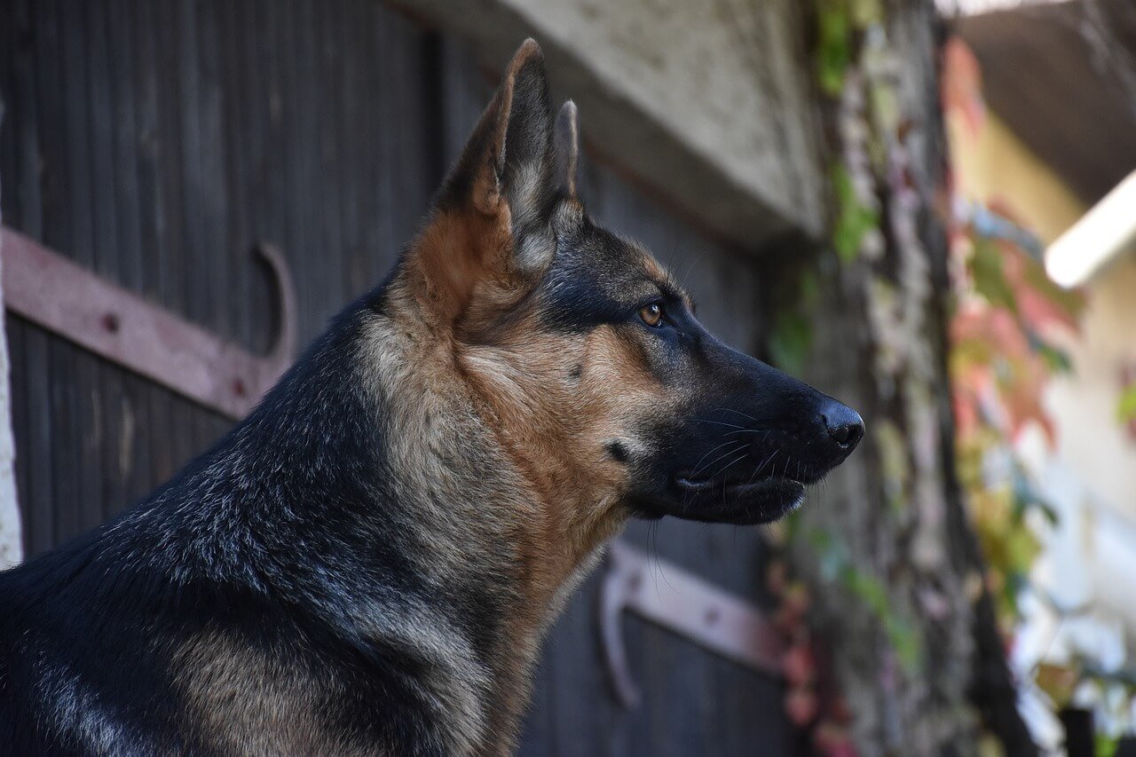 The Most Loyal and Protective Dog Breeds: Best 7 Expert Tips