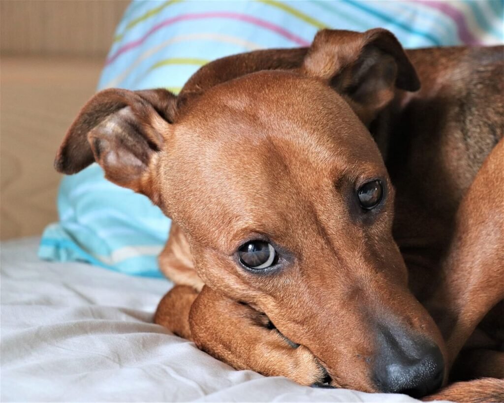 Can Fleas Kill a Dog? Best 7 Expert Tips!