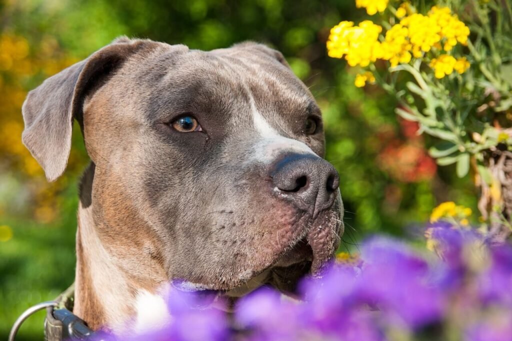 How to Teach a Dog to Speak: Top 7 Expert Tips!