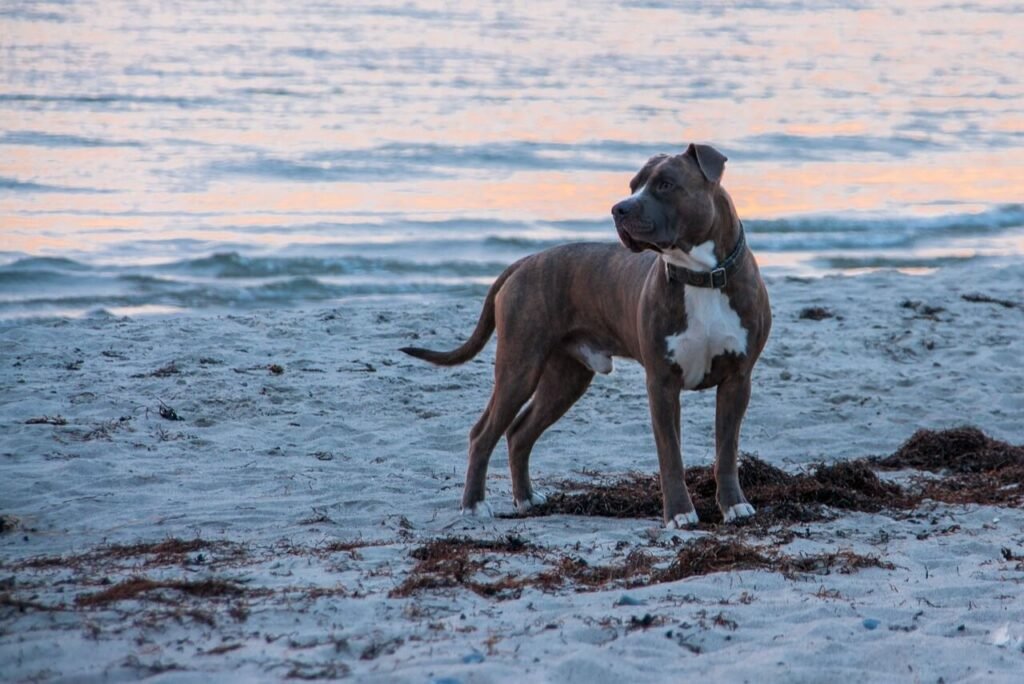 How Many Bones Does a Dog Have? Top 7 Expert Infos!