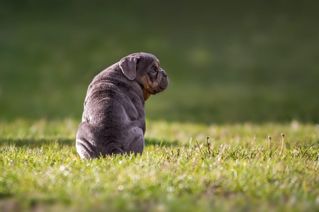 Can You Spay a Dog in Heat? Best 7 Expert Tips!