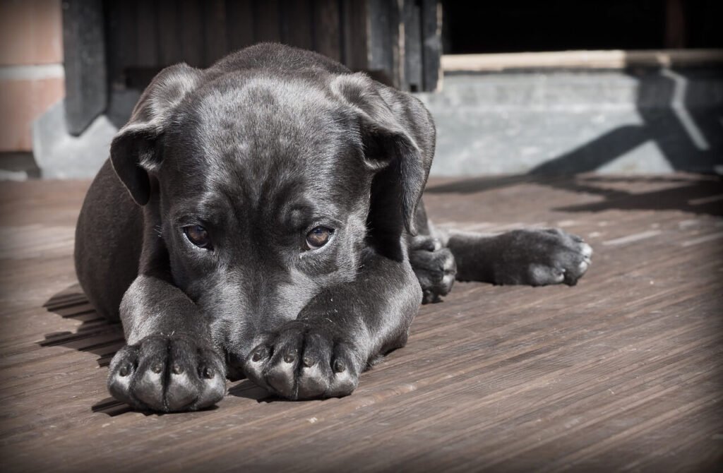 What Do Flea Eggs Look Like on a Dog? Best 7 Expert Tips!
