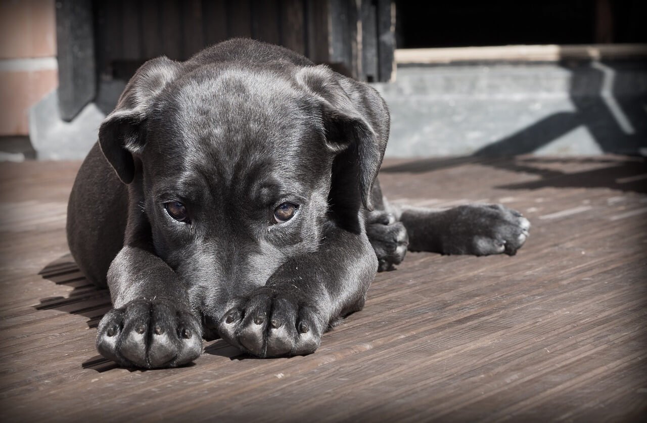 What Do Flea Eggs Look Like on a Dog? Best 7 Expert Tips!