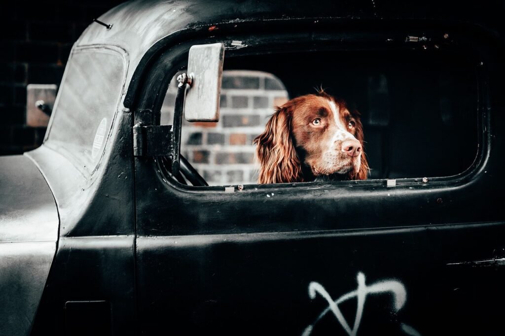 How Long Can a Dog Bark Legally? Best 7 Expert Tips!