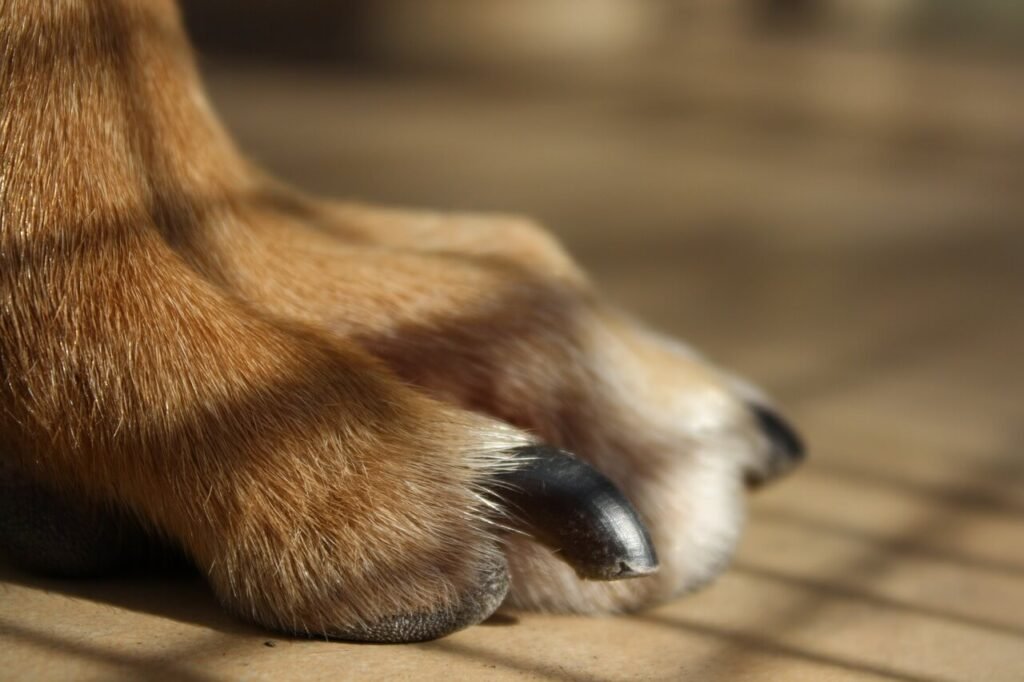 Dog Biting Nails: Top 7 Best Tips for Healthier Paws!