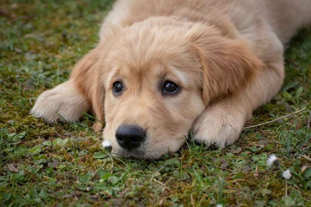 Native American Dog Names: Unique & Meaningful Choices!