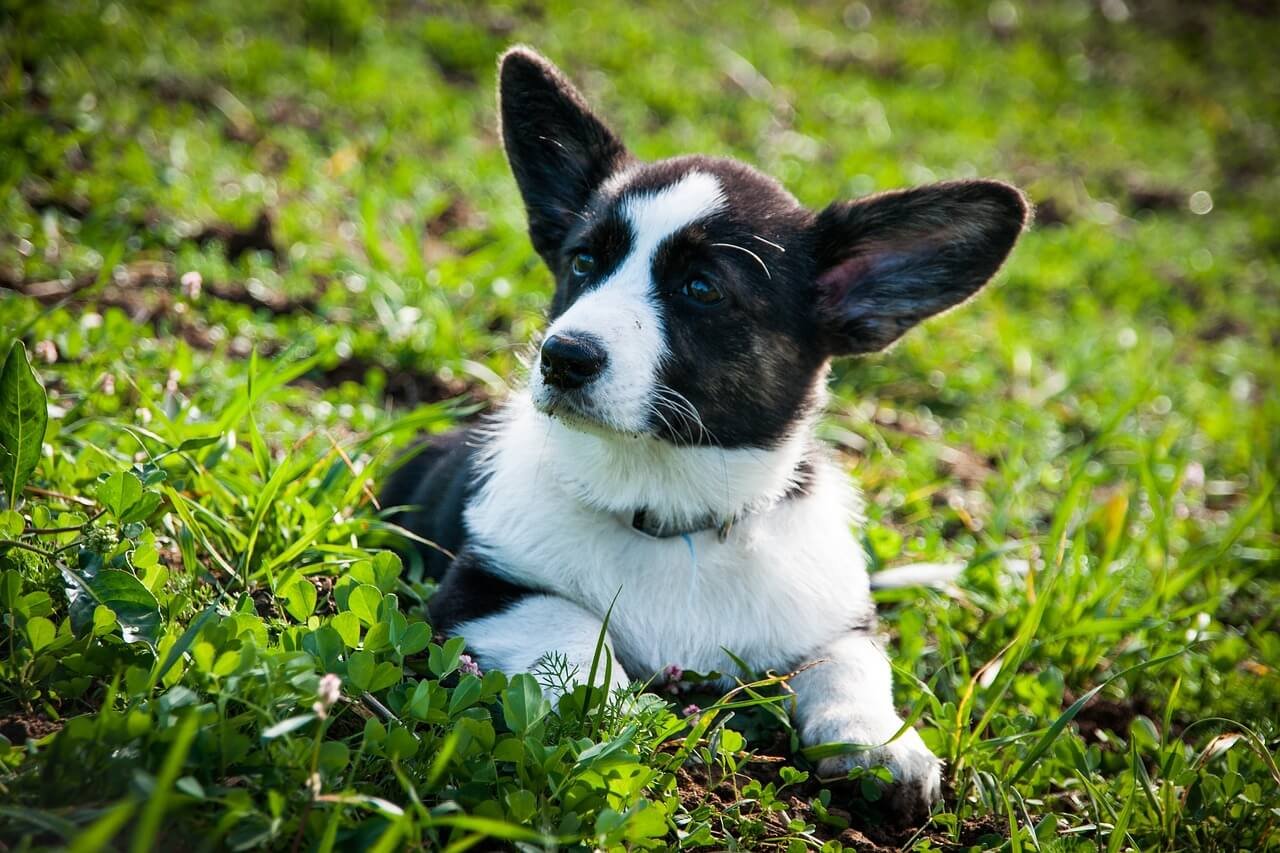 When Is Dog Diarrhea an Emergency? Best 7 Expert Tips!