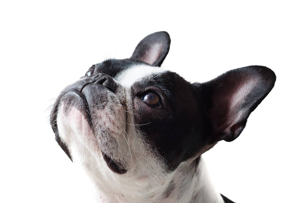 Can My Dog Eat Shrimp? Best 7 Expert Tips!