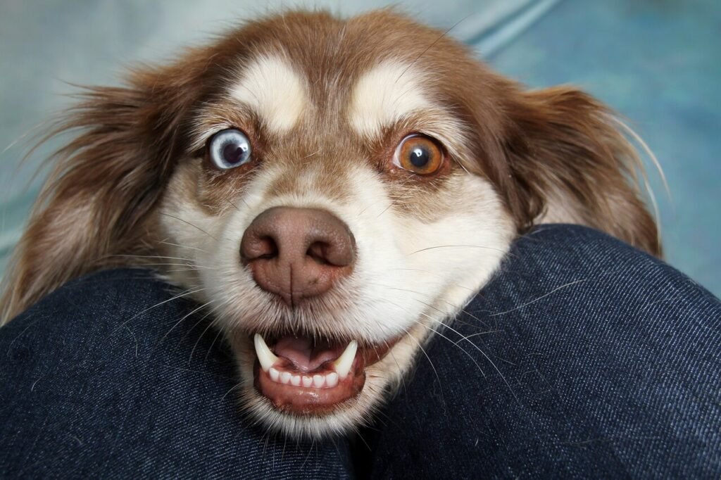 Understanding Why Dogs Show Their Teeth: Best 7 Expert Tips!
