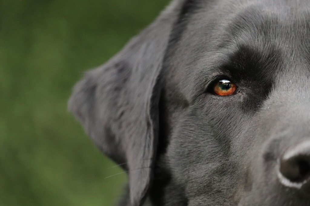 Best Dog Food for Weight Gain: Top 7 Expert Tips!