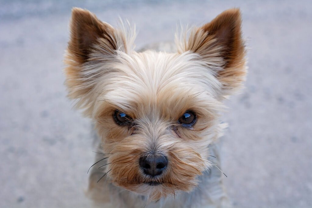 Why Is My Dog Walking Sideways? Best 7v Expert Tips!