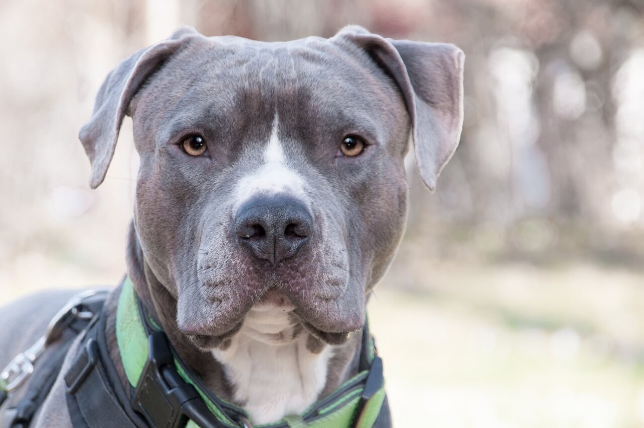 Why Does My Dog Bark Loud? Best 7 Expert Tips!