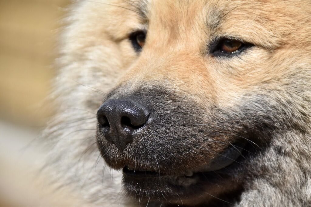 Why Are My Dogs Back Legs Weak? Best 7 Expert Tips!