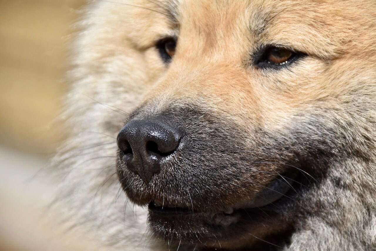 Why Are My Dogs Back Legs Weak? Best 7 Expert Tips!