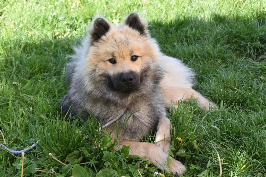 Why Does My Dog Rub Its Face on the Carpet? Best 7 Tips!