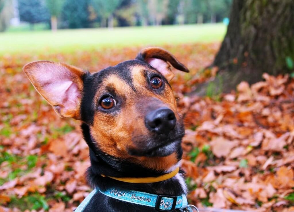 Why Does My Dog Keep Licking Her Privates? Best 7 Tips!