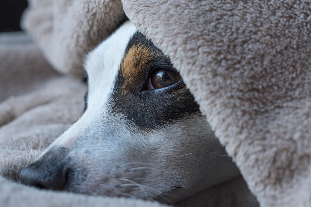 Understanding Dog Knee Surgery: Best 7 Expert Tips!