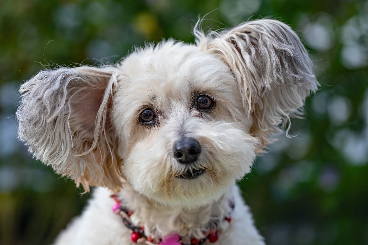 Recognizing the Signs of Dog Dementia: Best 7 Expert Tips!