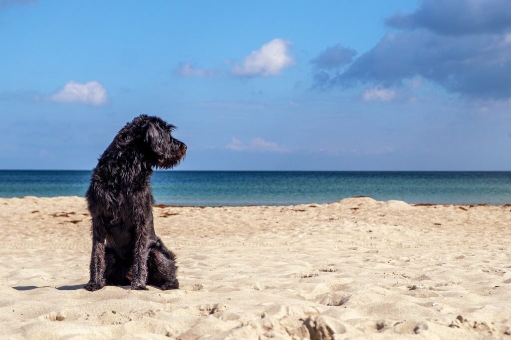 Can Humans Get Fleas from Dogs? Best 7 Expert Tips!