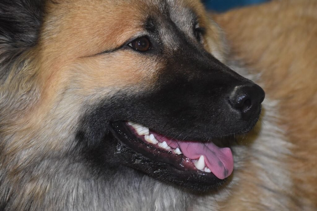 Understanding the Cost of Dog Tooth Extraction: Best 7 Tips!