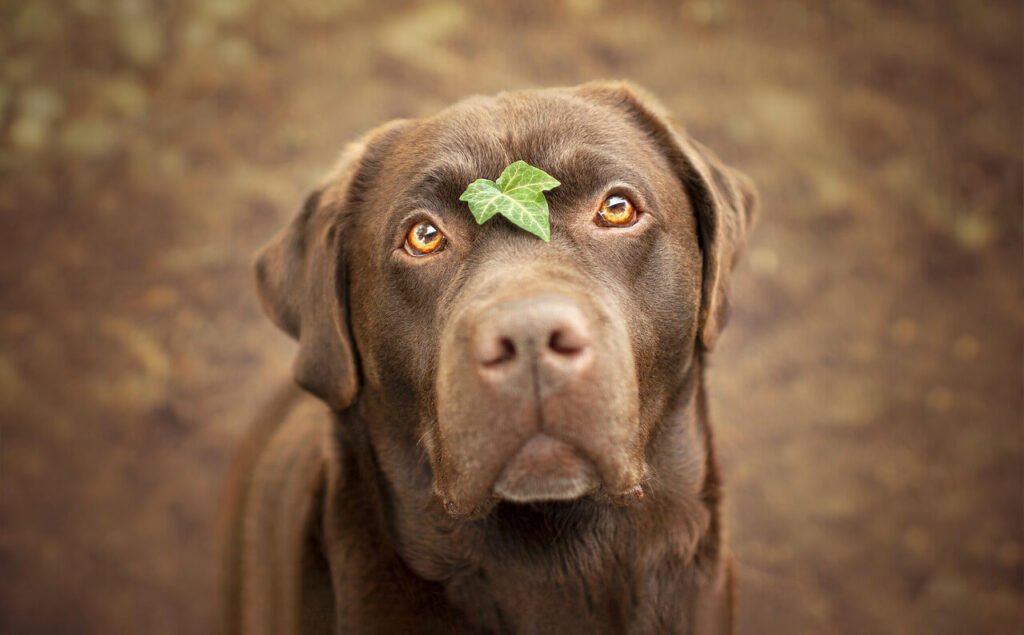 Is White Dog Poop Dangerous? Best 7 Expert Tips!