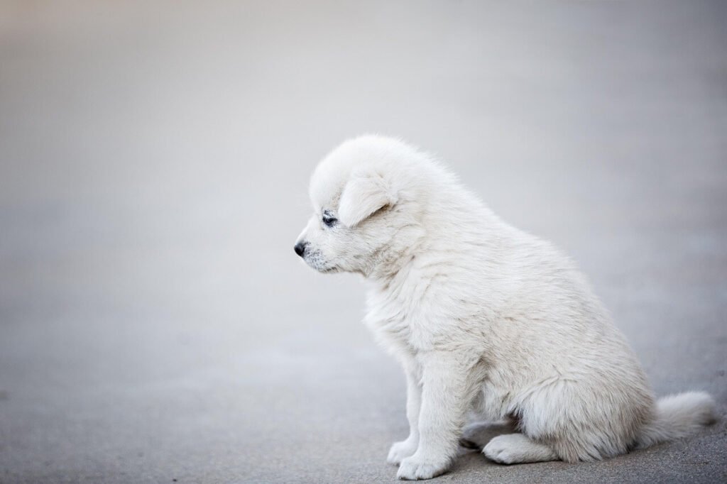 What Happens When Your Dog Eats Orbeez? Best 7 Expert Tips!