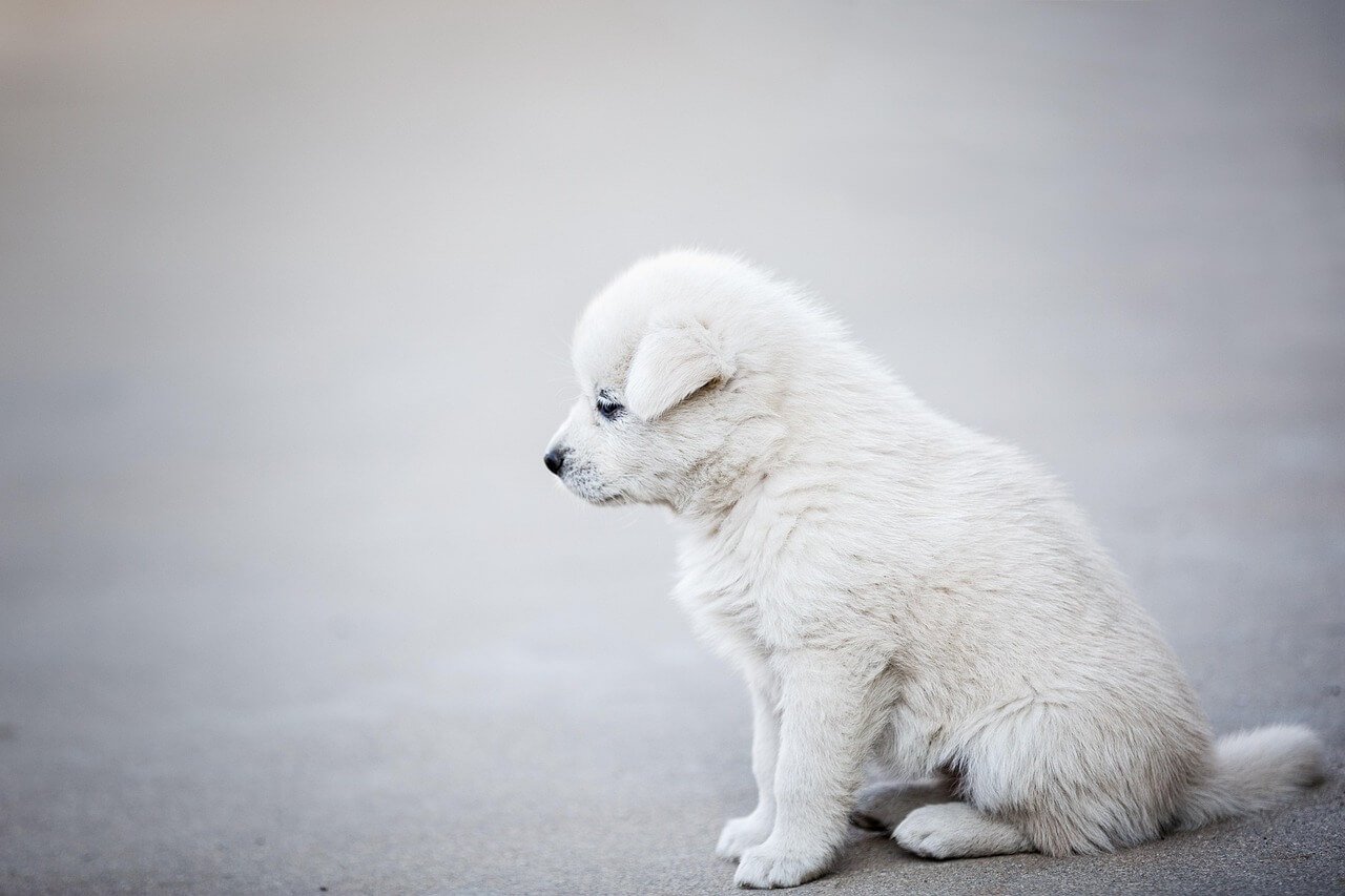 What Happens When Your Dog Eats Orbeez? Best 7 Expert Tips!
