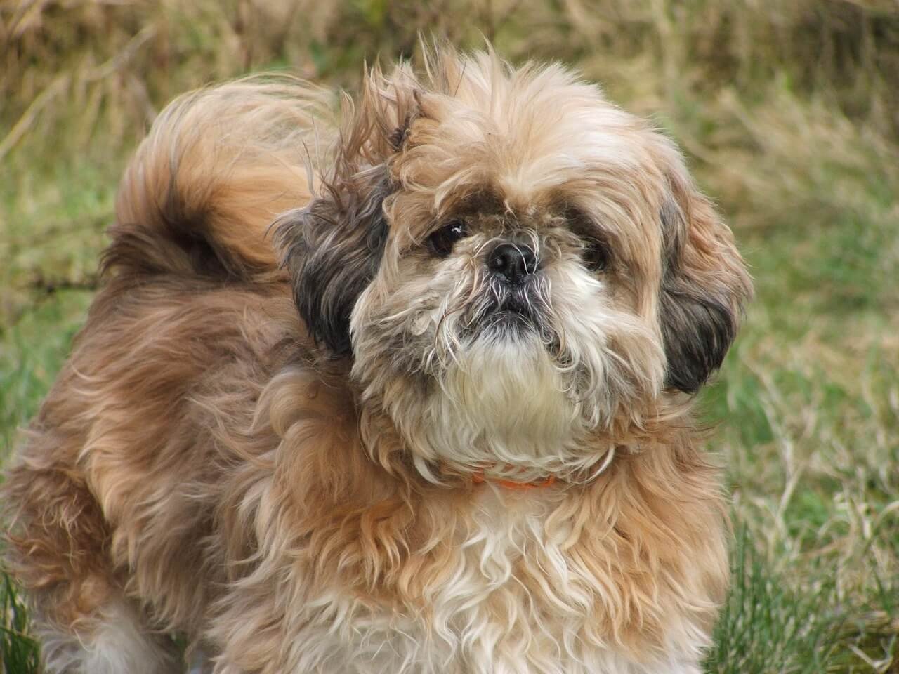 Why Does My Dog Keep Licking His Butt? Best 7 Expert Tips!