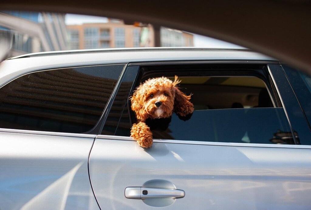 Is It Illegal to Leave Your Dog in the Car? Best 7 Tips!