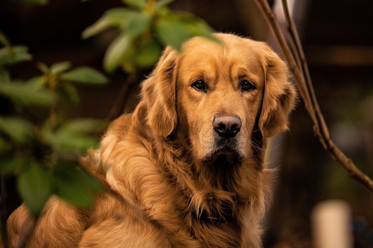 Duck Hunting Dog: Best 7 Tips for Training & Care!