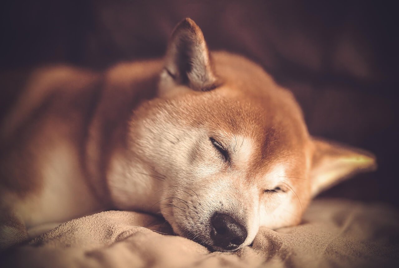 Understanding the Cost of Dog Lipoma Removal: Best 7 Tips!