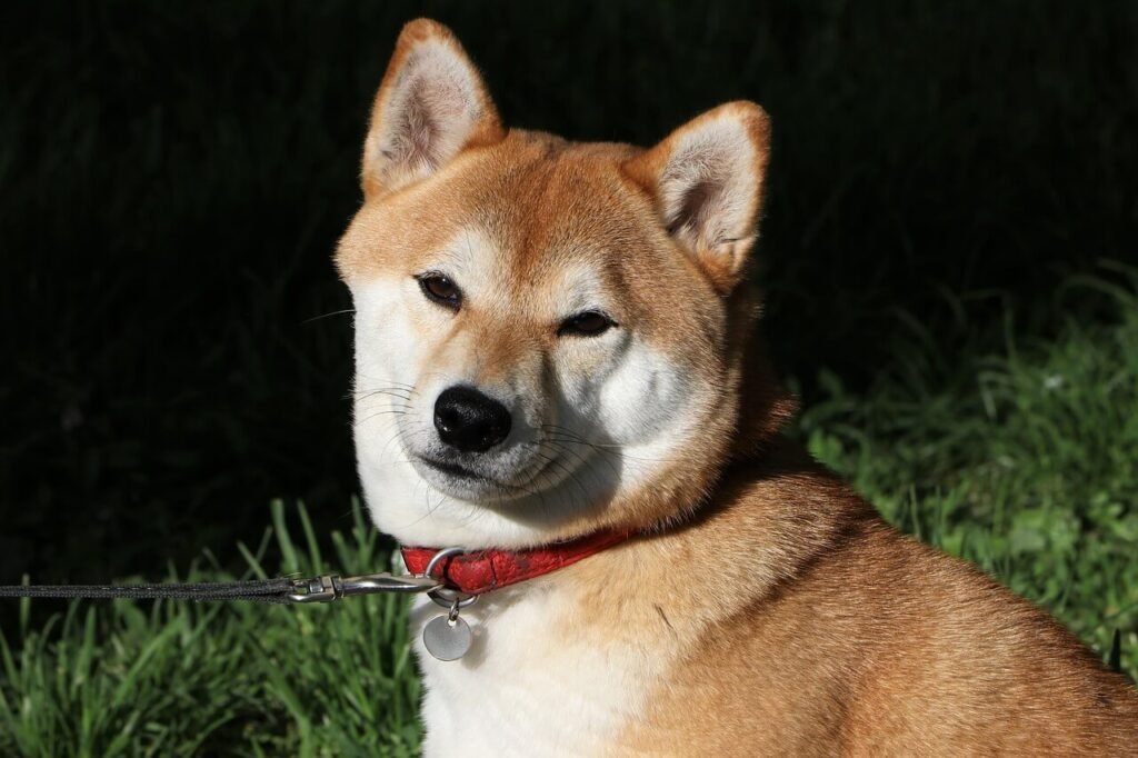 Shiba Inu Dog Price: Best 7 Expert Tips!