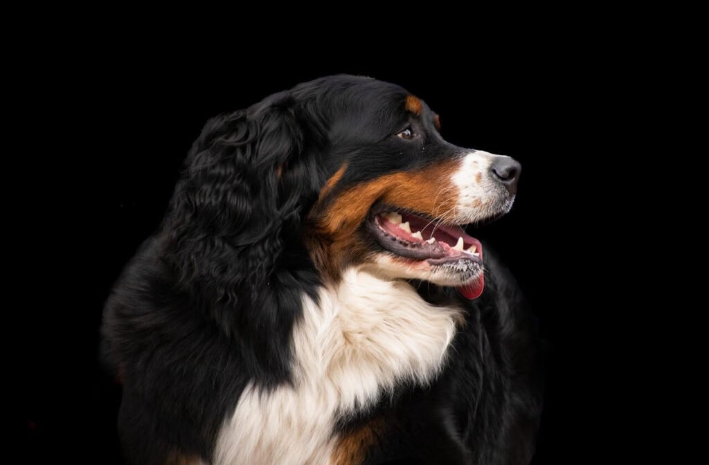 How Many Ribs Does a Dog Have? Best 7 Expert Tips!