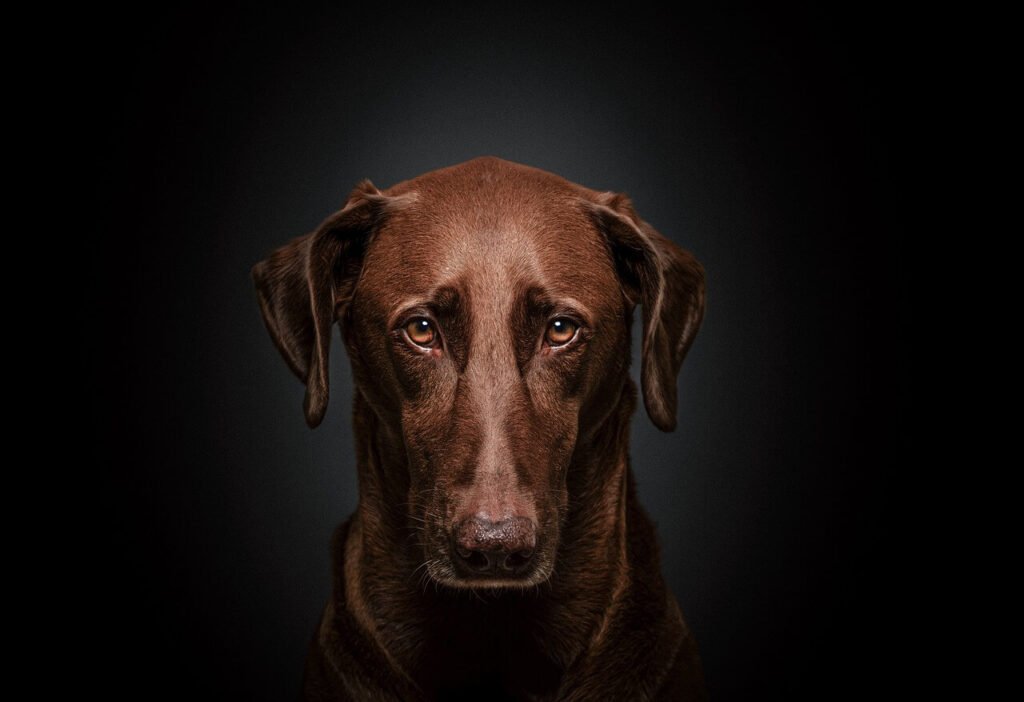 When Your Dog Throws Up Food: Best 7 Expert Tips!