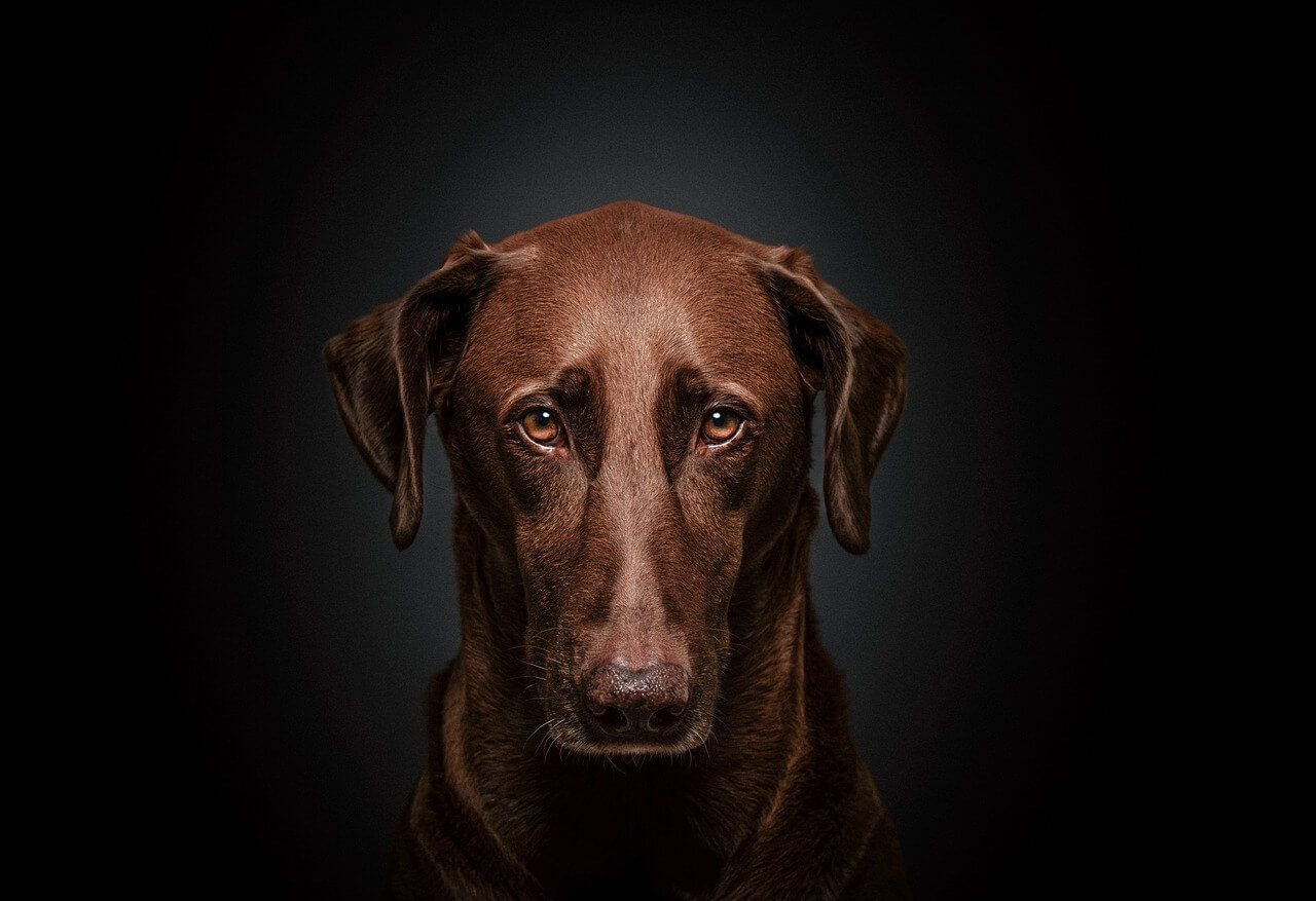 When Your Dog Throws Up Food: Best 7 Expert Tips!
