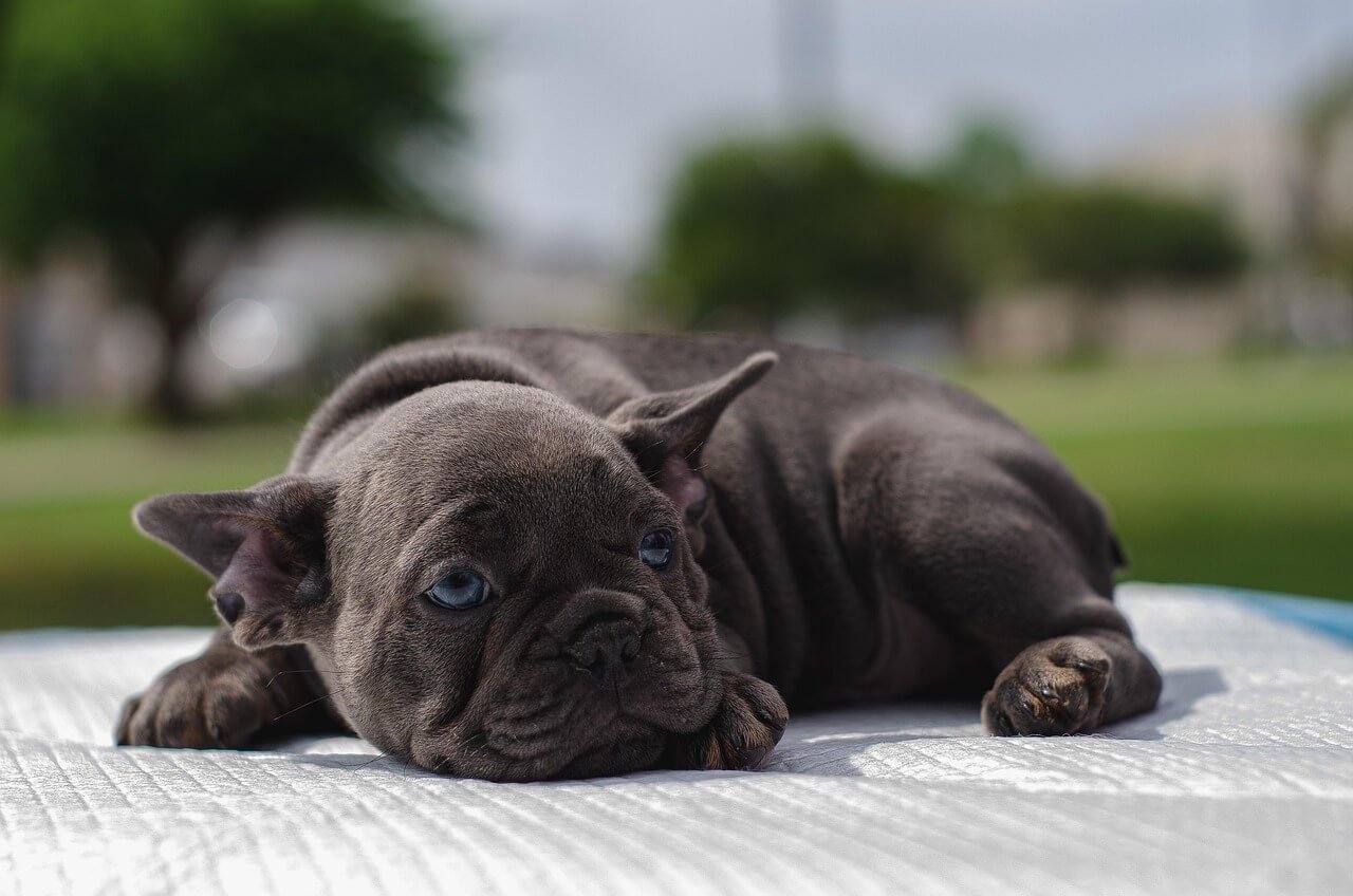Understanding Dog Allergy Shots: Best 7 Expert Tips!