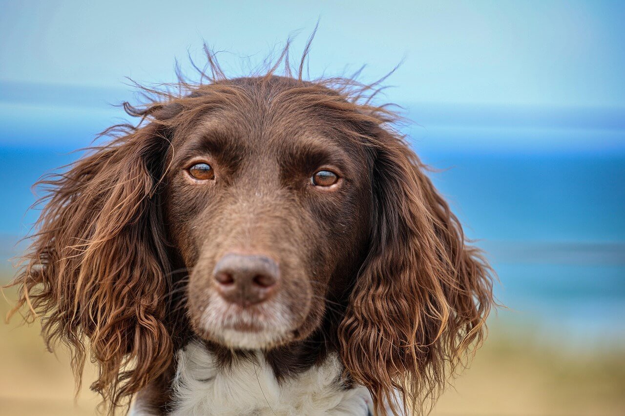 Understanding Dog Staring: Best 7 Expert Tips!