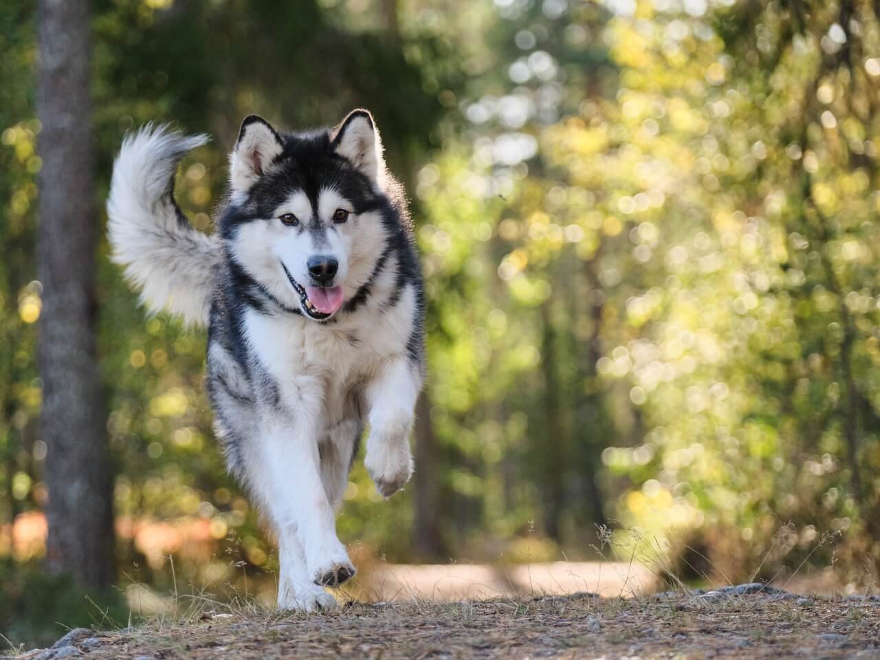 Why Does My Dog Follow Me Everywhere? Best 7 Expert Tips!
