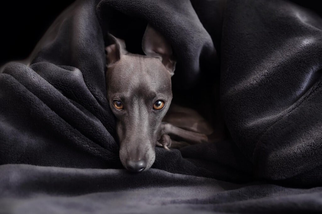 Understanding Heart Murmurs in Dogs: Best 7 Expert Tips!