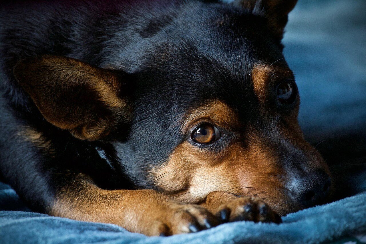 When Your Dog Bleeds from the Nose: Best 7 Expert Tips!