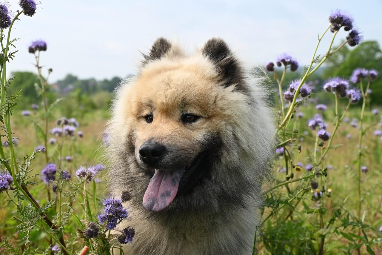 Indian Dog Names: Best 7 Tips to Pick the Perfect Name!