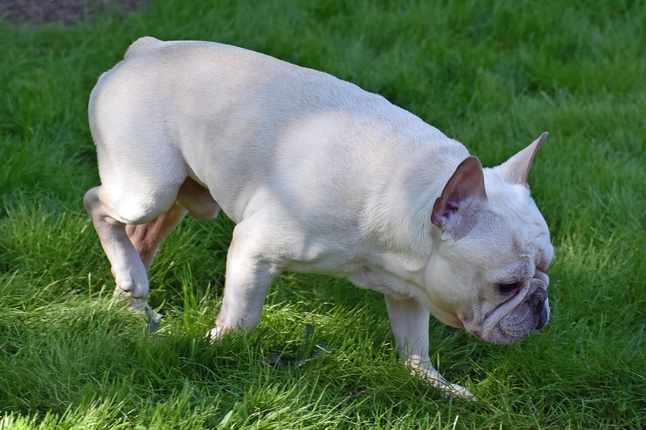 Understanding Sialocele in Dogs: Best 7 Expert Tips!