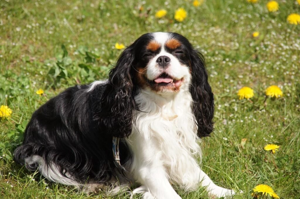 Why Does My Dog Stick the Tip of His Tongue Out? Best 7 Tips