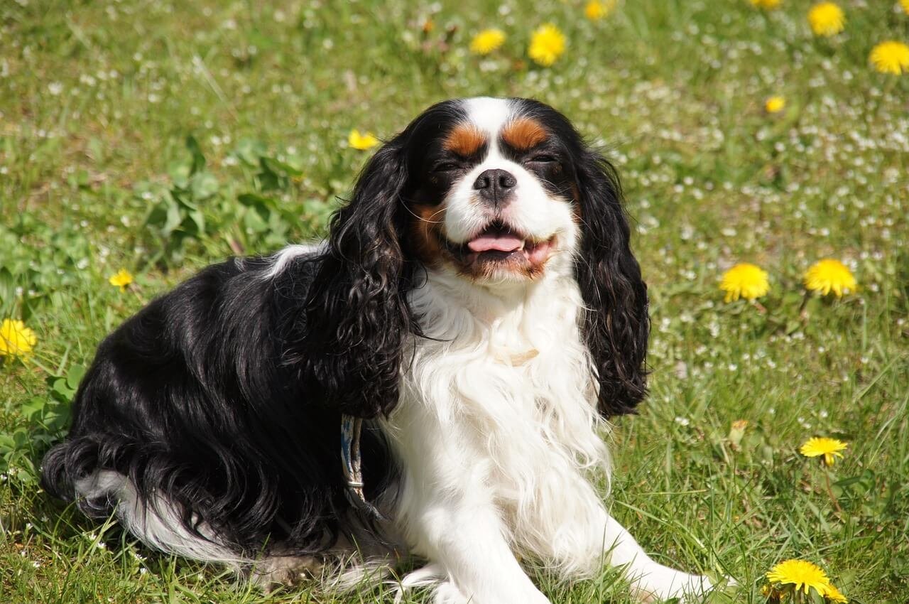 Why Does My Dog Stick the Tip of His Tongue Out? Best 7 Tips
