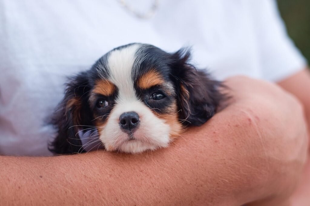 Understanding Cystotomy in Dogs: Best 7 Expert Tips!