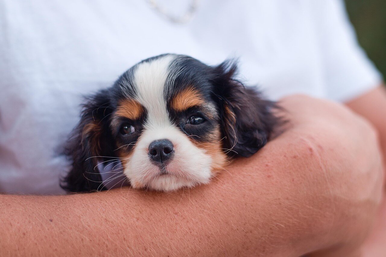 Understanding Cystotomy in Dogs: Best 7 Expert Tips!